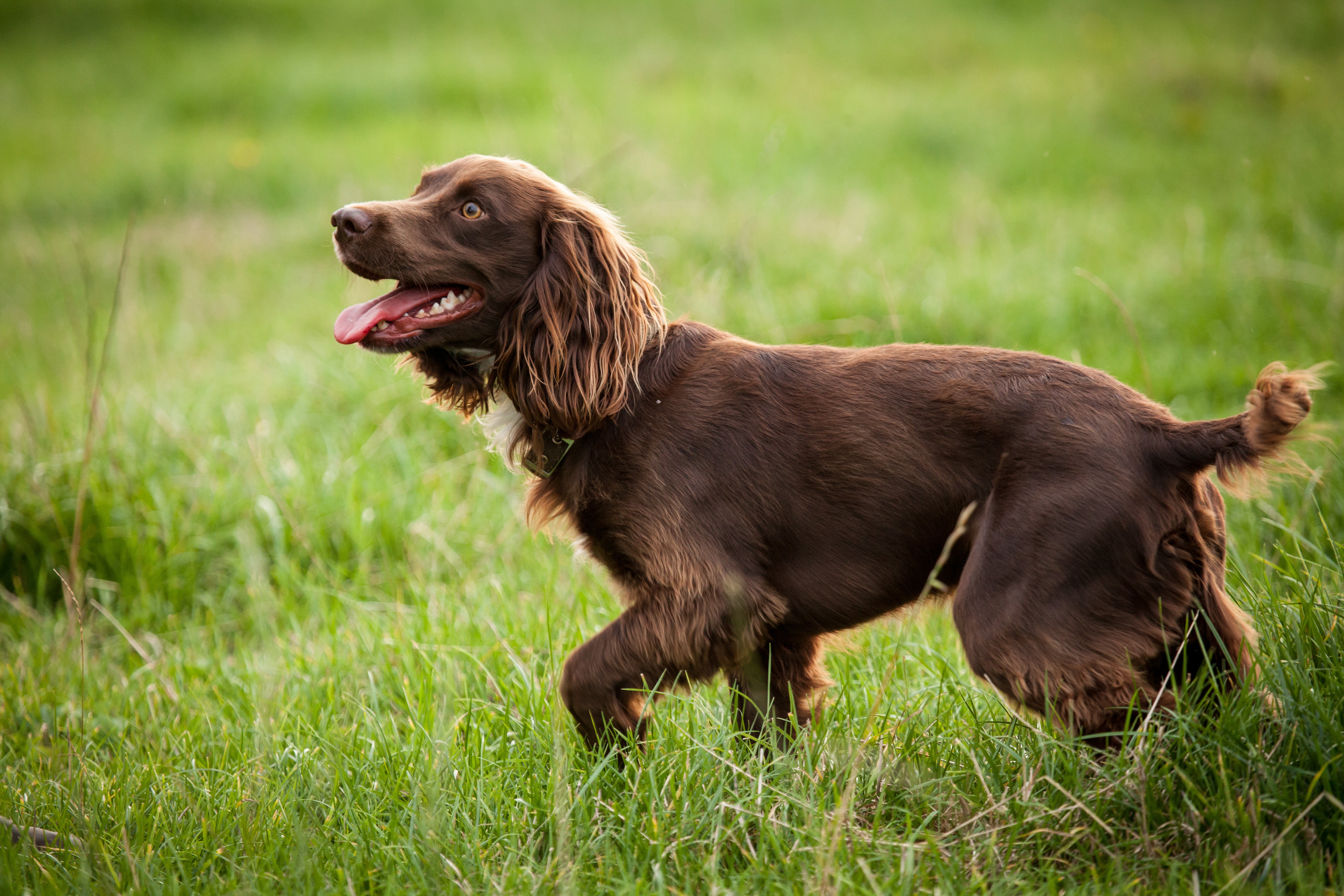 Boykin Spaniels for Adoption in Savannah, Georgia | Petfinder